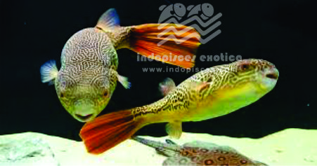 Tetraodon sp (New Guinea)